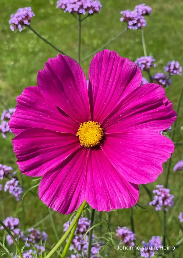 Bloemenkaart met een roze cosmea uit Johanna's tuin