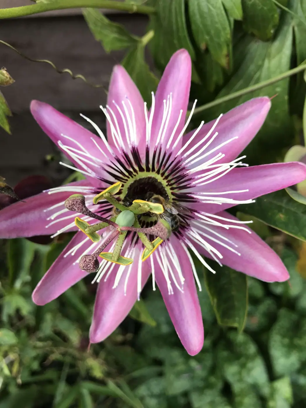 Passiebloem uit Johanna's tuin